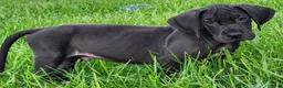 Great Dane dogs for sale: Max - Ad 13