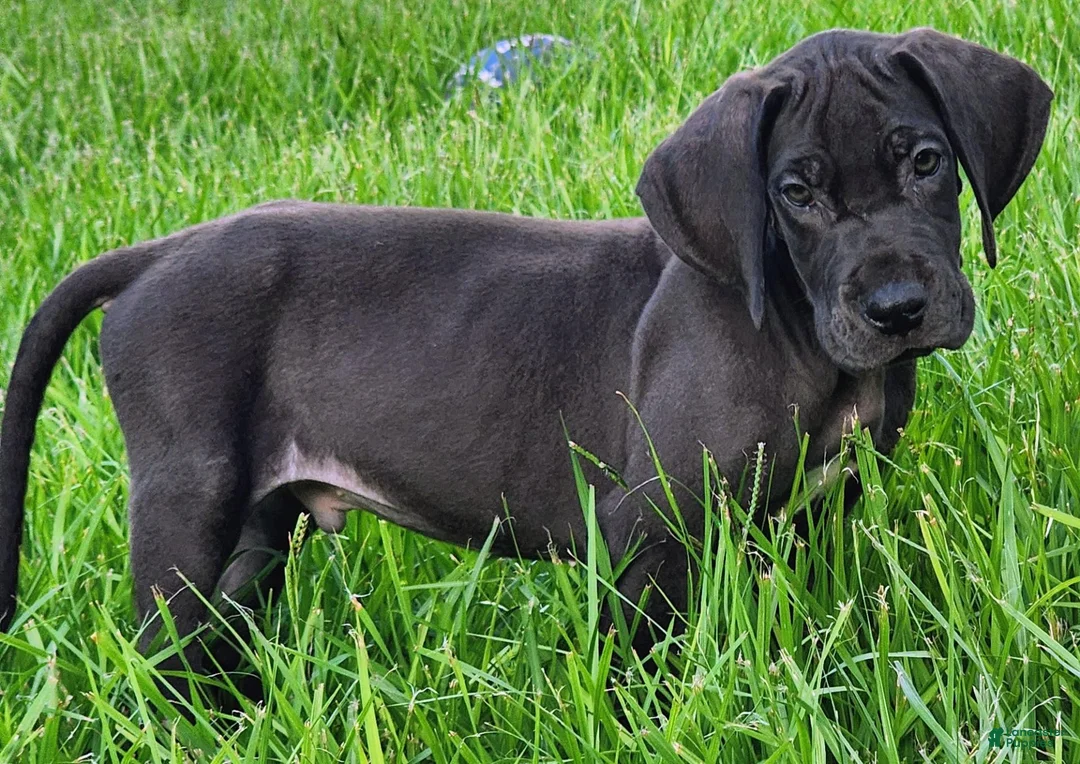 Great Dane dogs for sale: Max - Ad 13