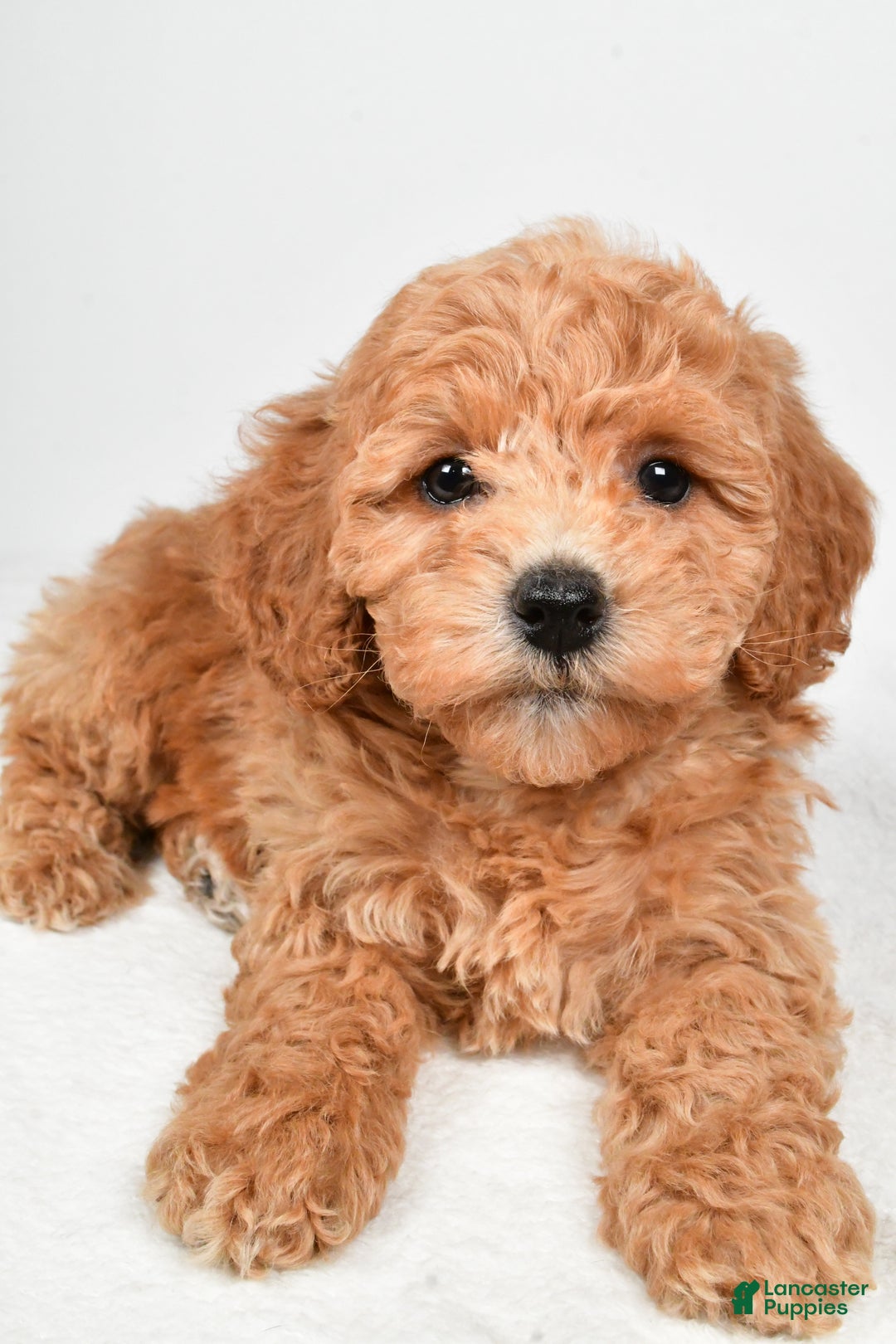 Bichpoo dogs for sale: Buffy - Ad 8