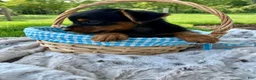 Yorkshire Terrier dogs for sale: Candy - Ad 3