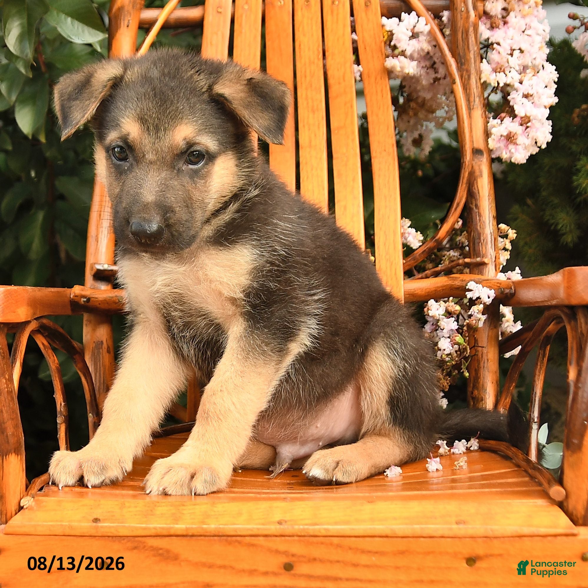 German Shepherd dogs Zeus - Ad 2