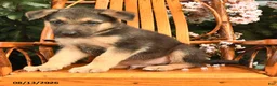 German Shepherd dogs for sale: Zeus - Ad 2