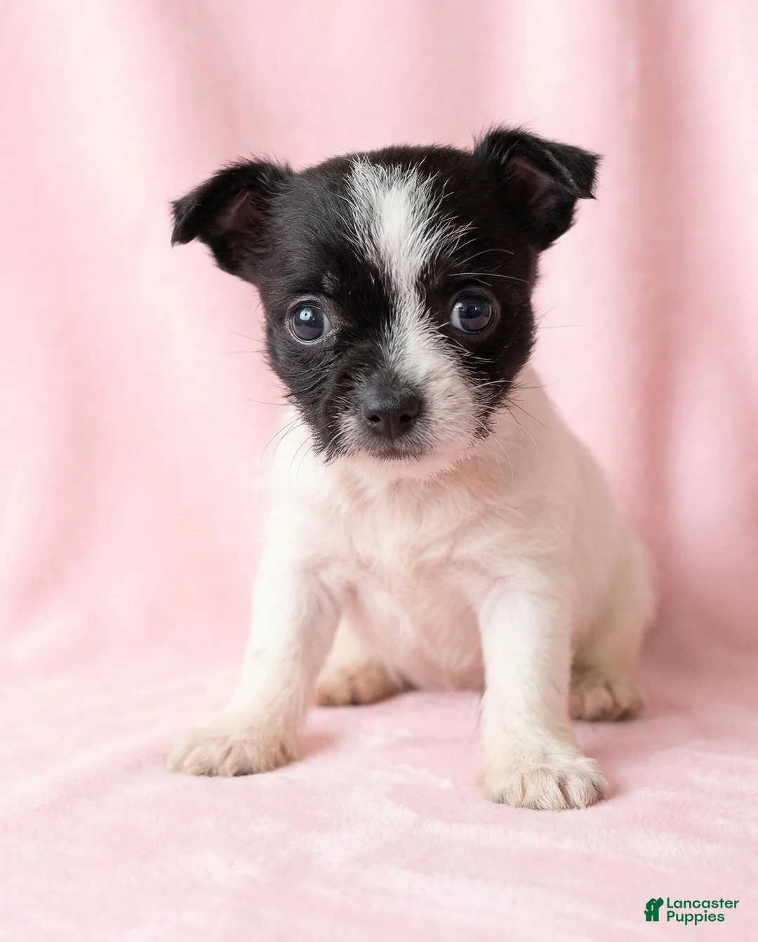 Mixed Breed dogs for sale: Daisy - Ad 1