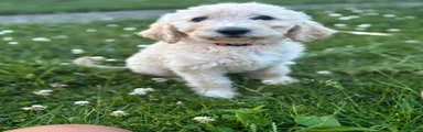 Daisy 