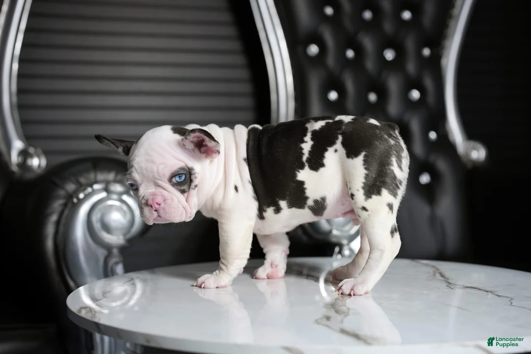French Bulldog dogs for sale: Bluey - Ad 2