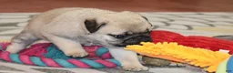Pug dogs for sale: Astro - Ad 7