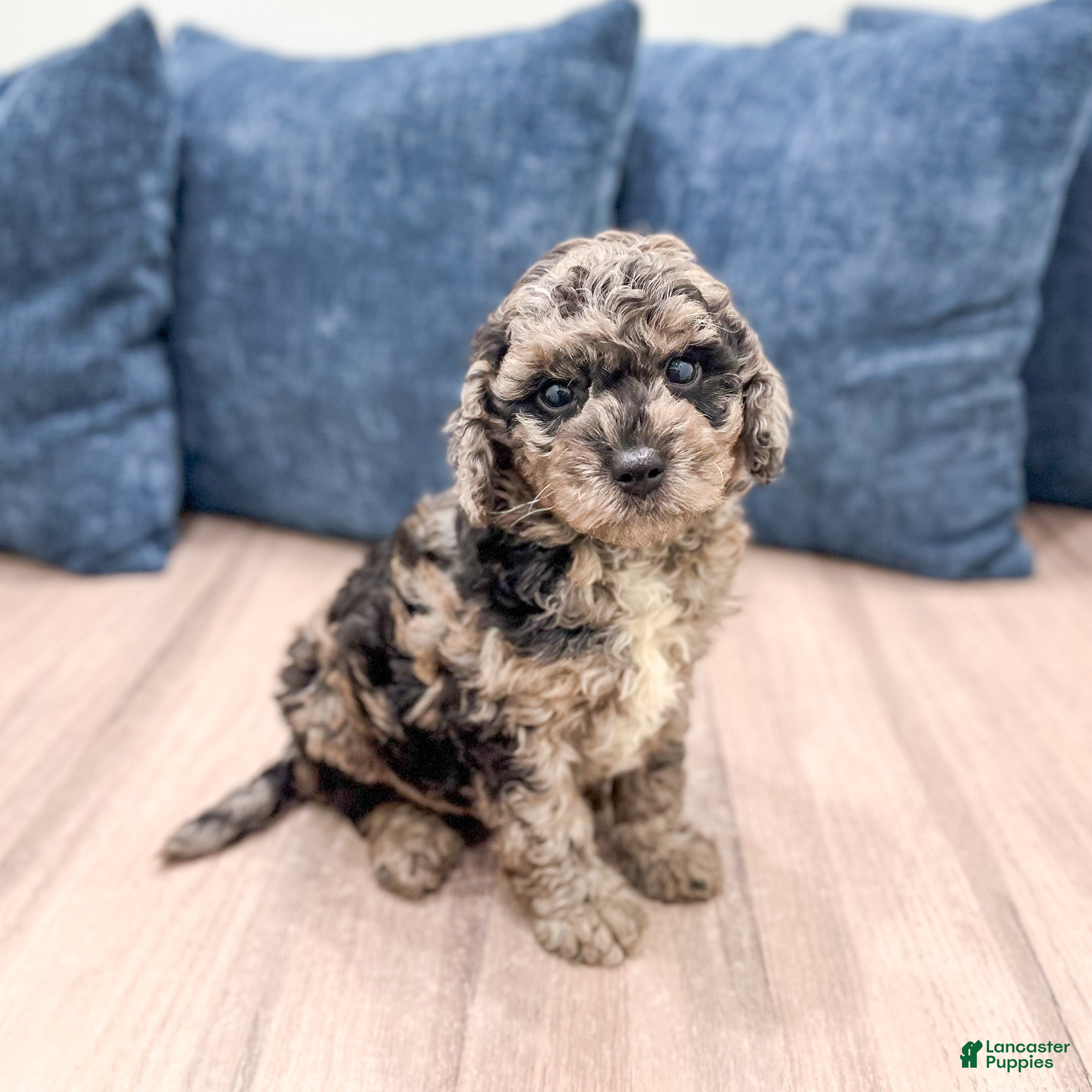Miniature Poodle dogs Gabe - Ad 2