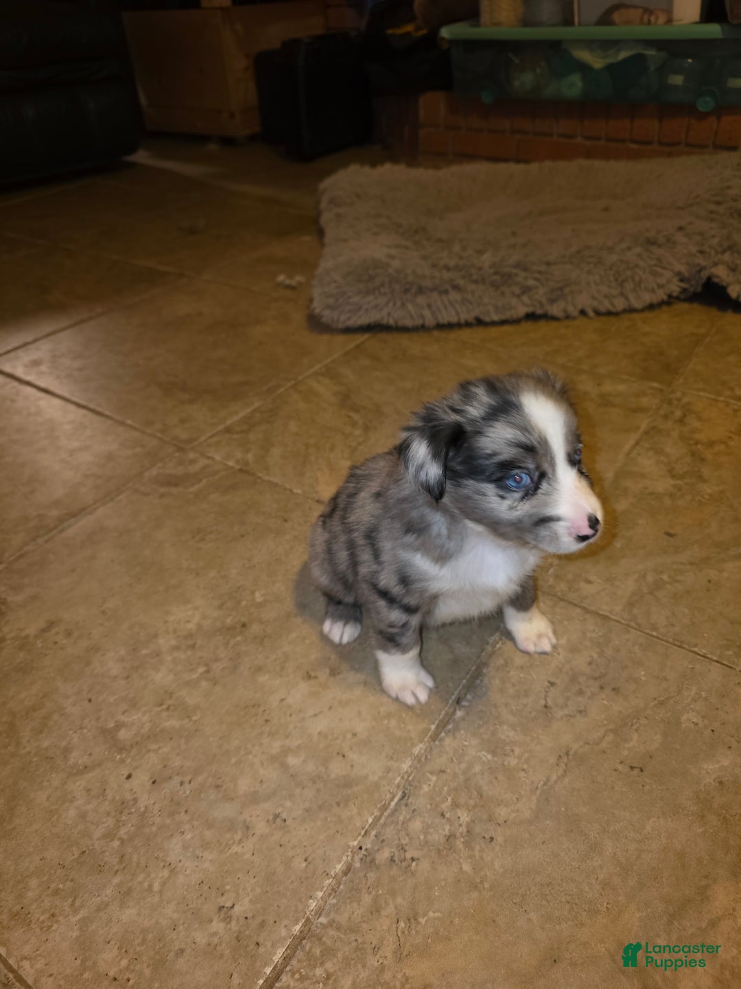 Miniature Australian Shepherd dogs for sale: Miniature Australian Shepherd Puppy 4 - Ad 2