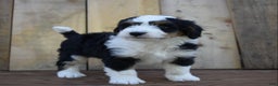 Mini Bernedoodle dogs for sale: Tanner - Ad 5