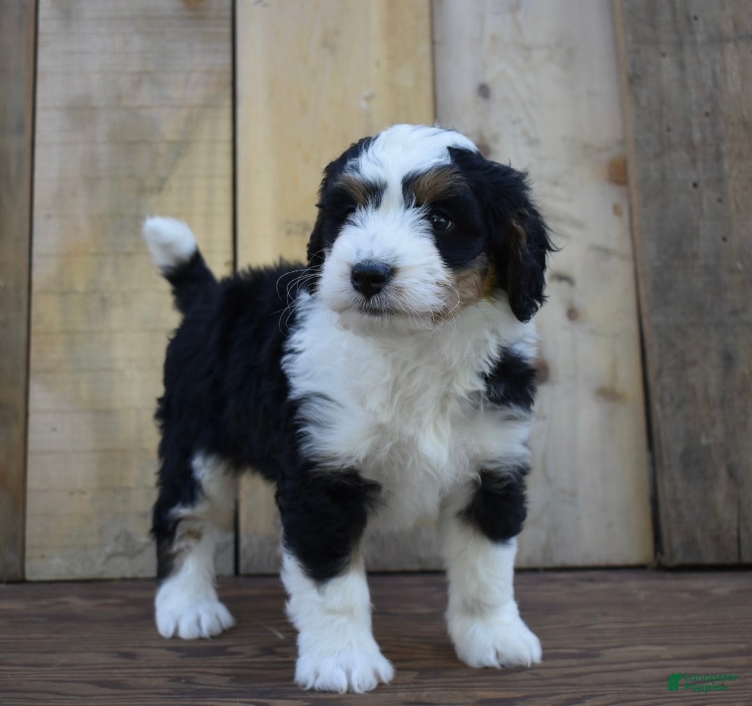 Mini Bernedoodle dogs for sale: Tanner - Ad 5