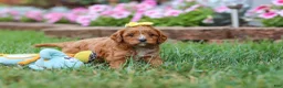 Cavapoo dogs for sale: Fiona - Ad 5