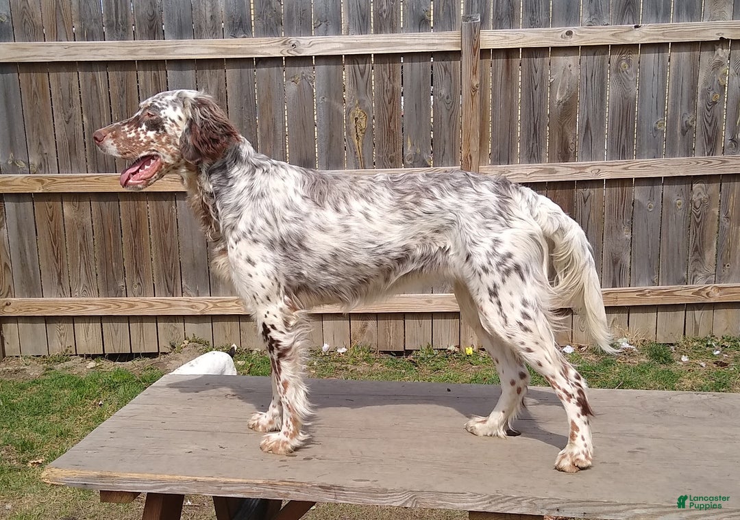 English Setter dogs for sale: Cranberry  - Ad 2