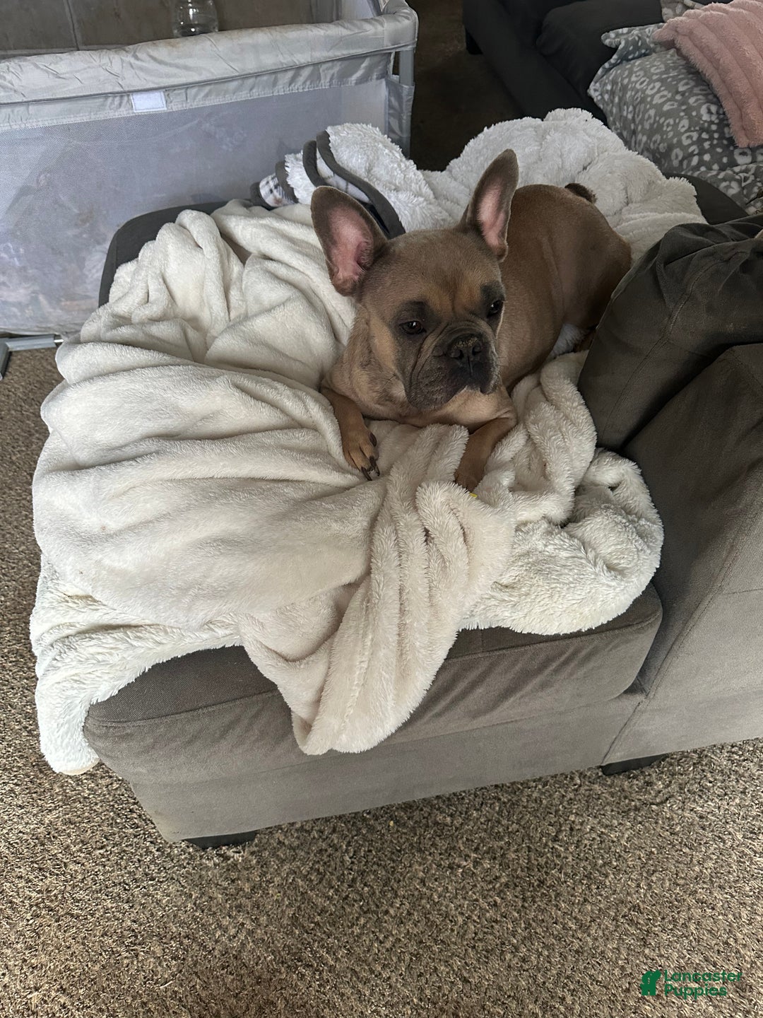 Mixed Breed dogs for sale: Mixed Breed Puppy 4 - Ad 4