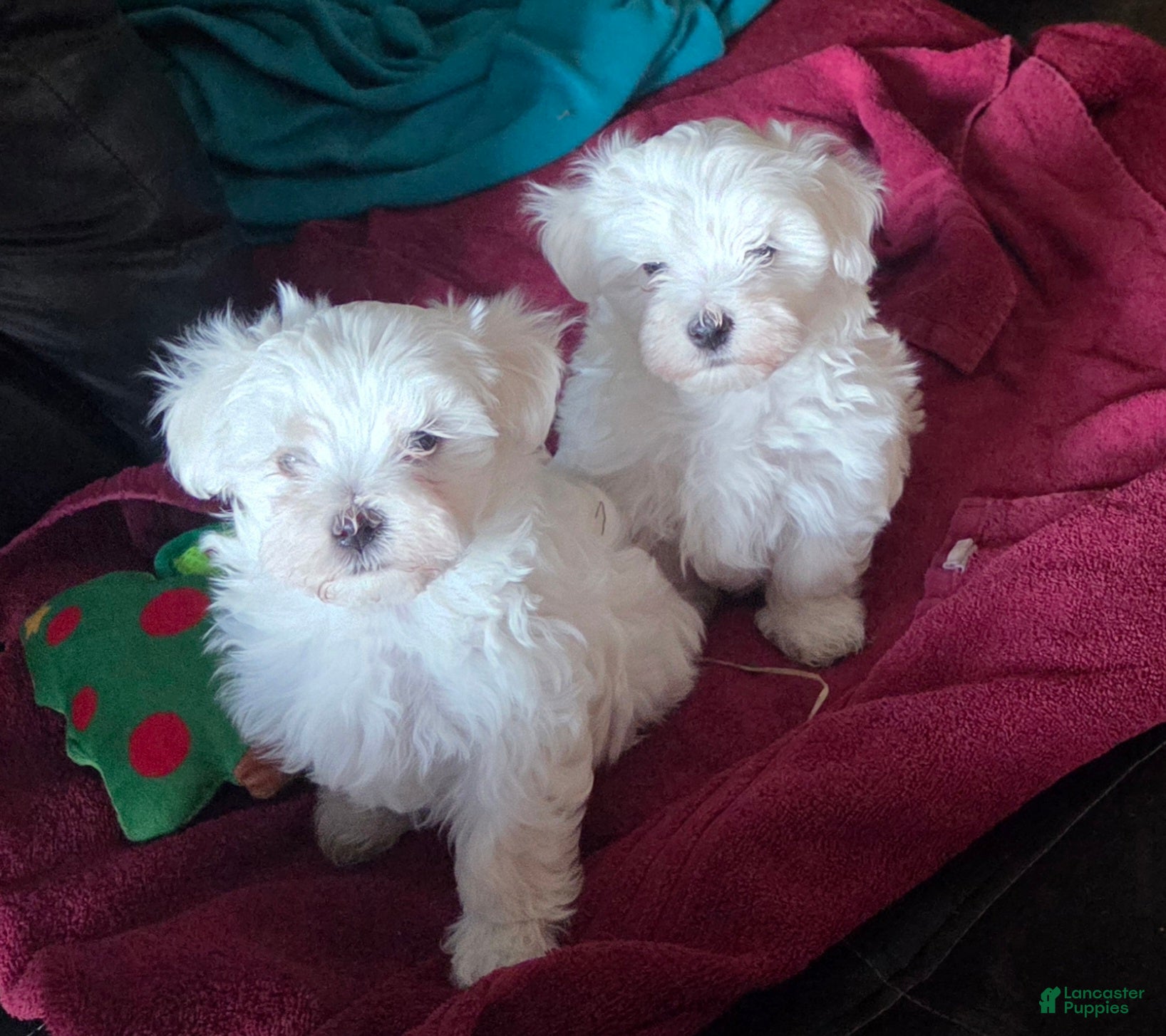 Maltese dogs Maltese Puppy 2 - Ad 2