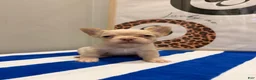 French Bulldog dogs for sale: Ghost - Ad 5