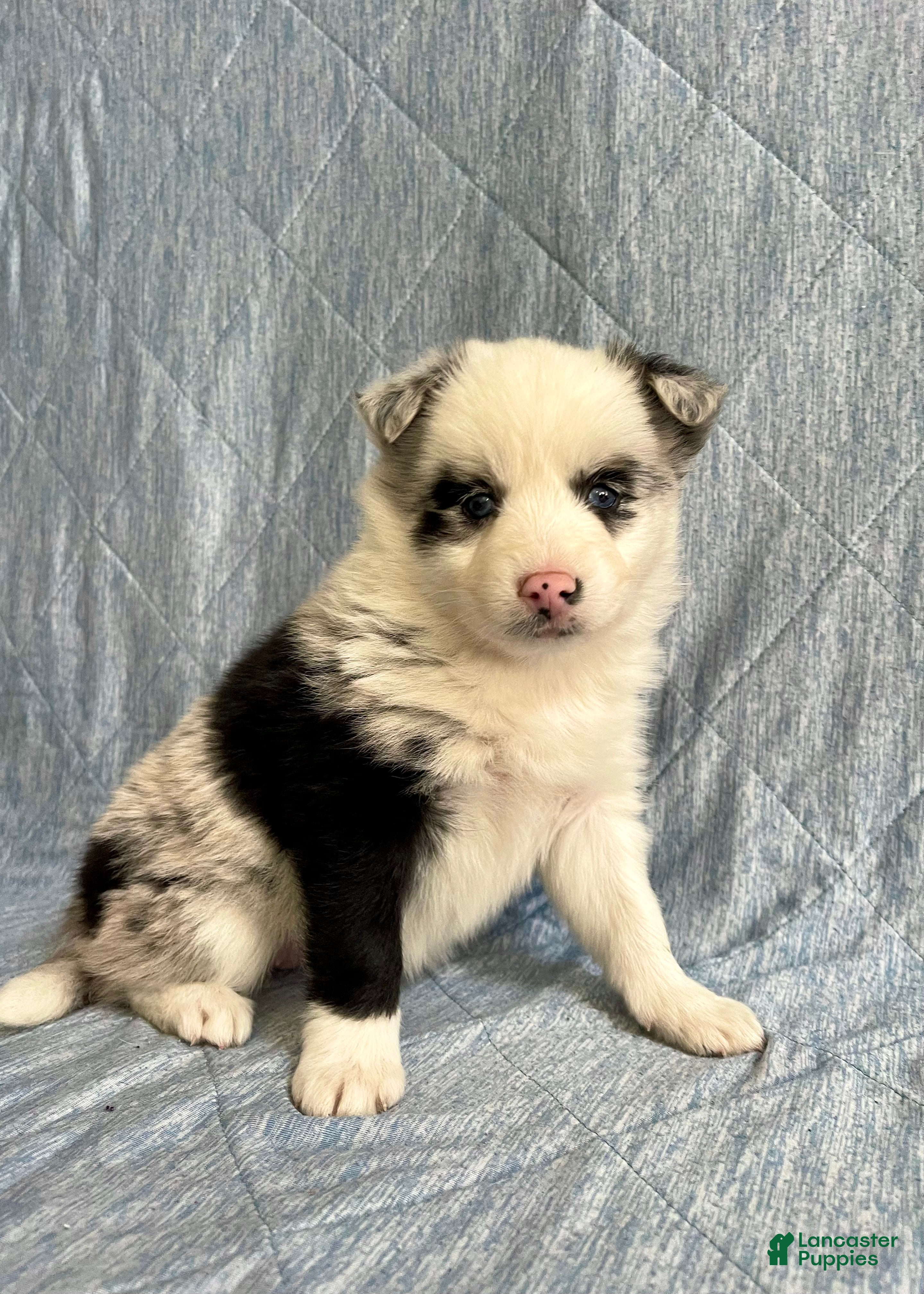 Pomsky dogs Cherry - Ad 1