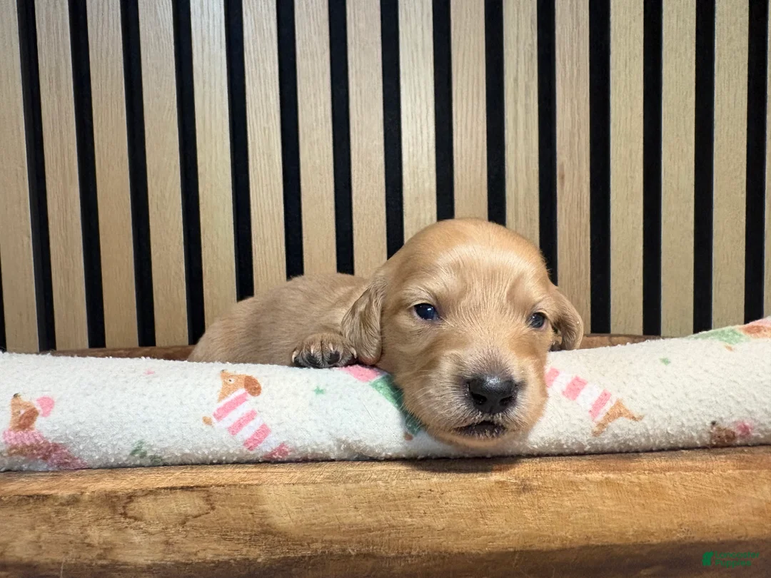 Miniature Dachshund dogs for sale: Pearl - Ad 2