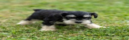 Miniature Schnauzer dogs for sale: Spencer - Ad 5
