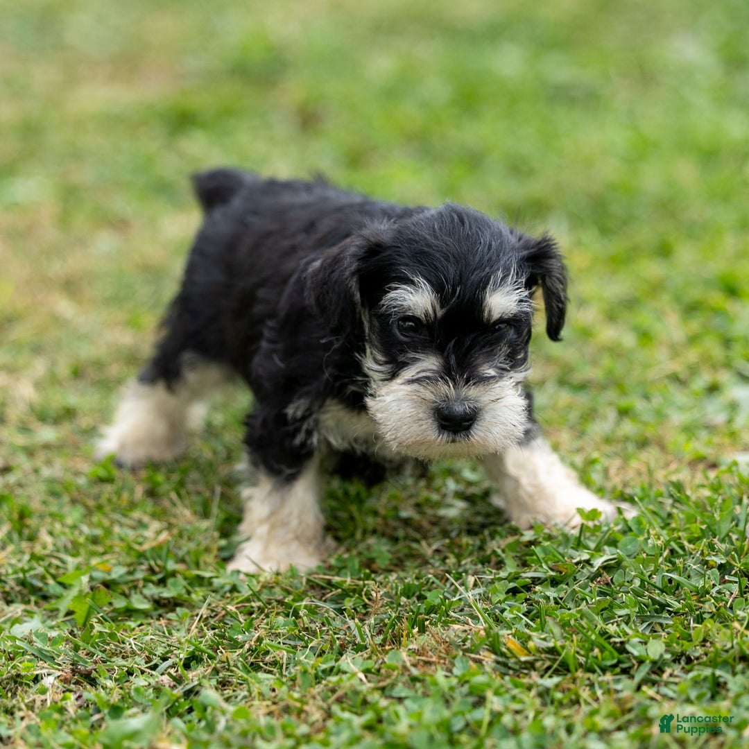 Miniature Schnauzer dogs for sale: Spencer - Ad 5