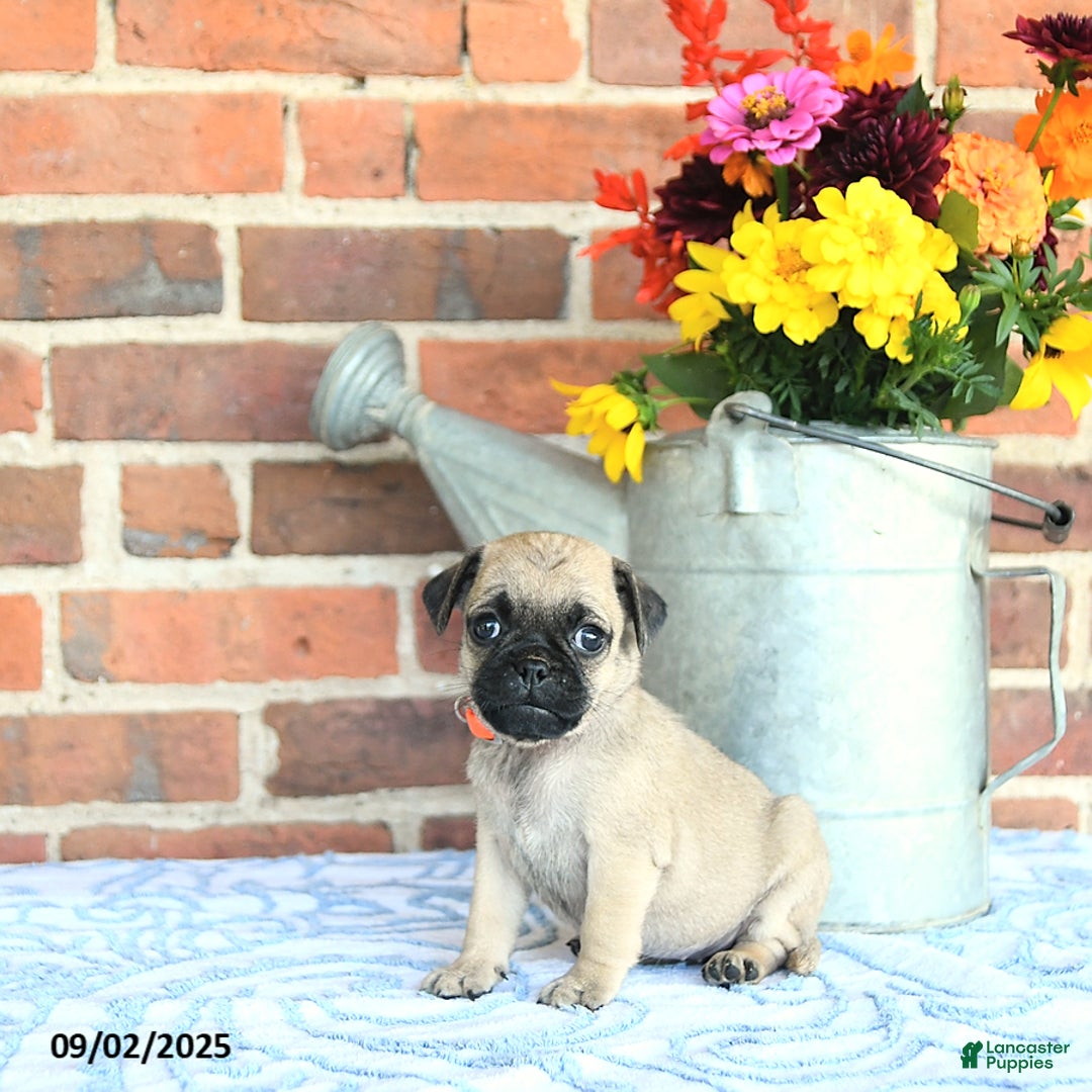 Pug dogs for sale: Goldie - Ad 21