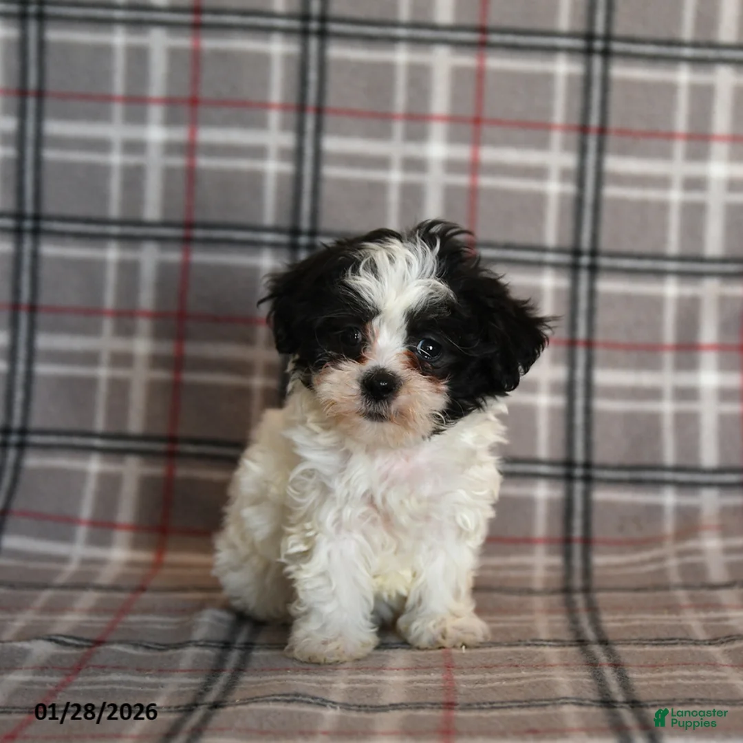 Mixed Breed dogs for sale: Quiche - Ad 5