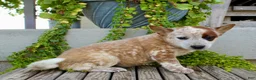 Australian Cattle Dog dogs for sale: Ava - Ad 5