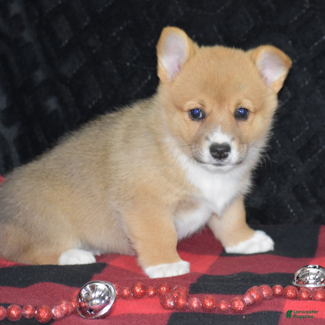 Welsh Corgi Pembroke dogs for sale: Mia - Ad 10