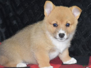 Welsh Corgi Pembroke dogs - Ad 24