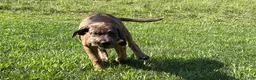 Great Dane dogs for sale: Melinda  - Ad 4