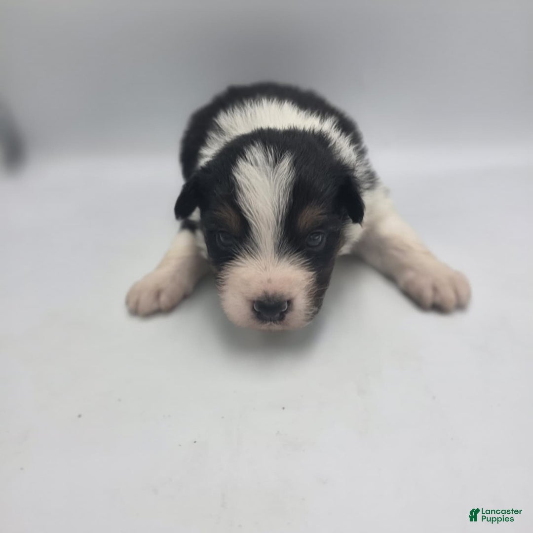 Australian Shepherd dogs for sale: Belle - Ad 2