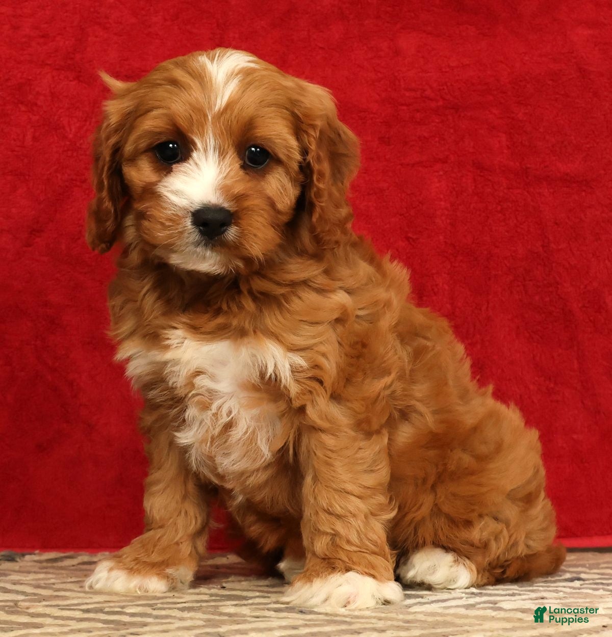 Cavapoo dogs Bella - Ad 1