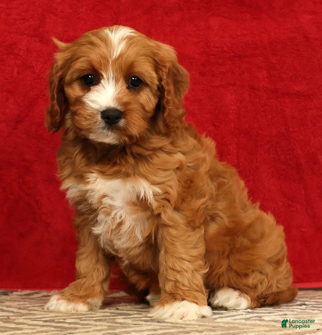 Cavapoo dogs for sale: Bella - Ad 1