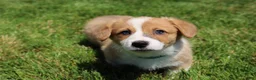 Welsh Corgi Pembroke dogs for sale: Milo  - Ad 5