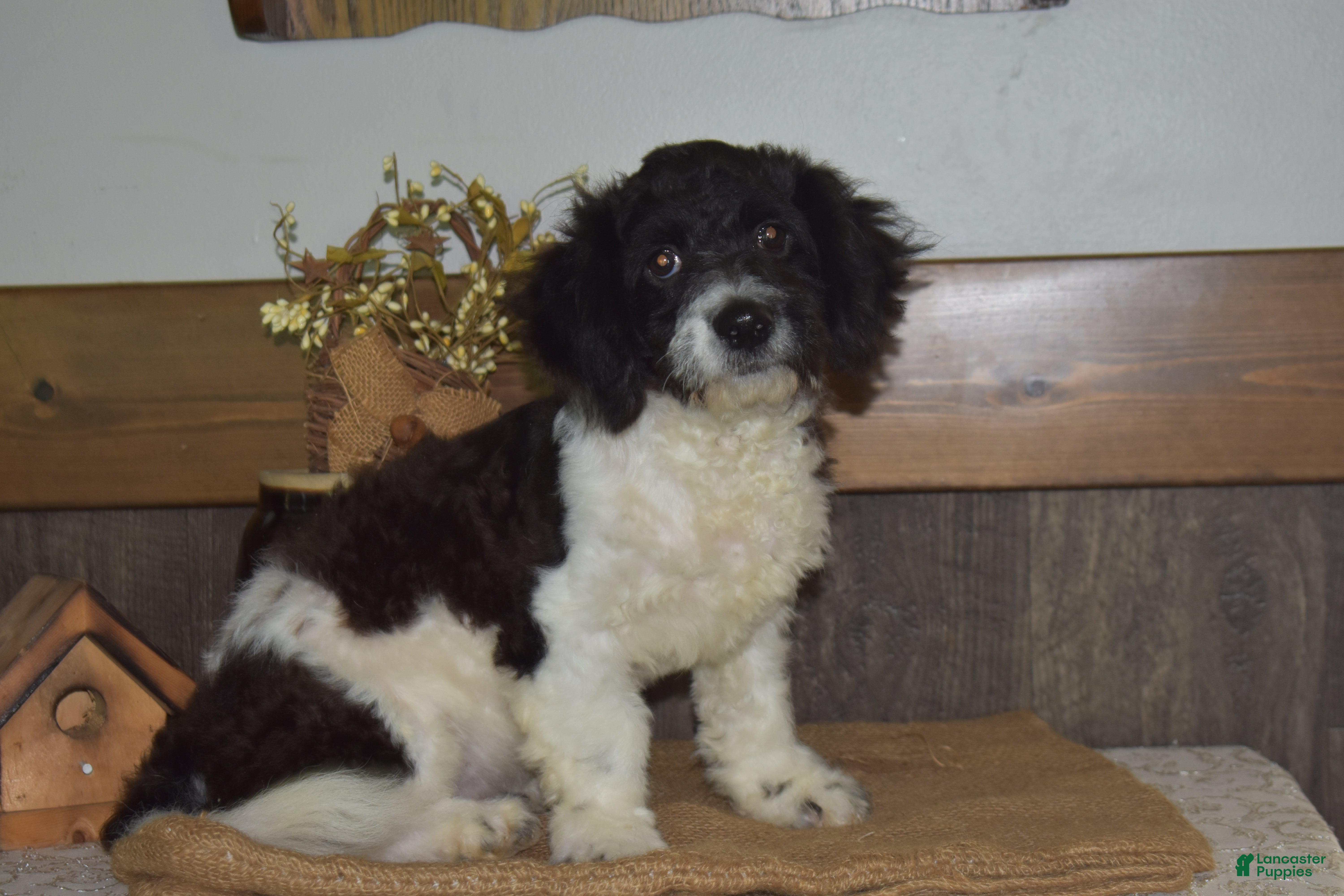 Cavapoo dogs Karson - Ad 1