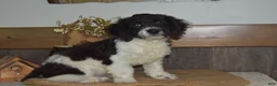 Cavapoo dogs for sale: Karson - Ad 1
