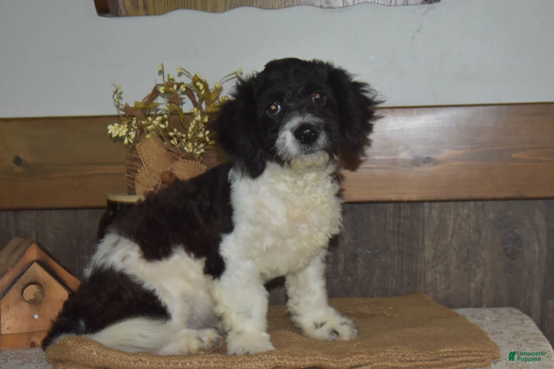 Cavapoo dogs for sale: Karson - Ad 1