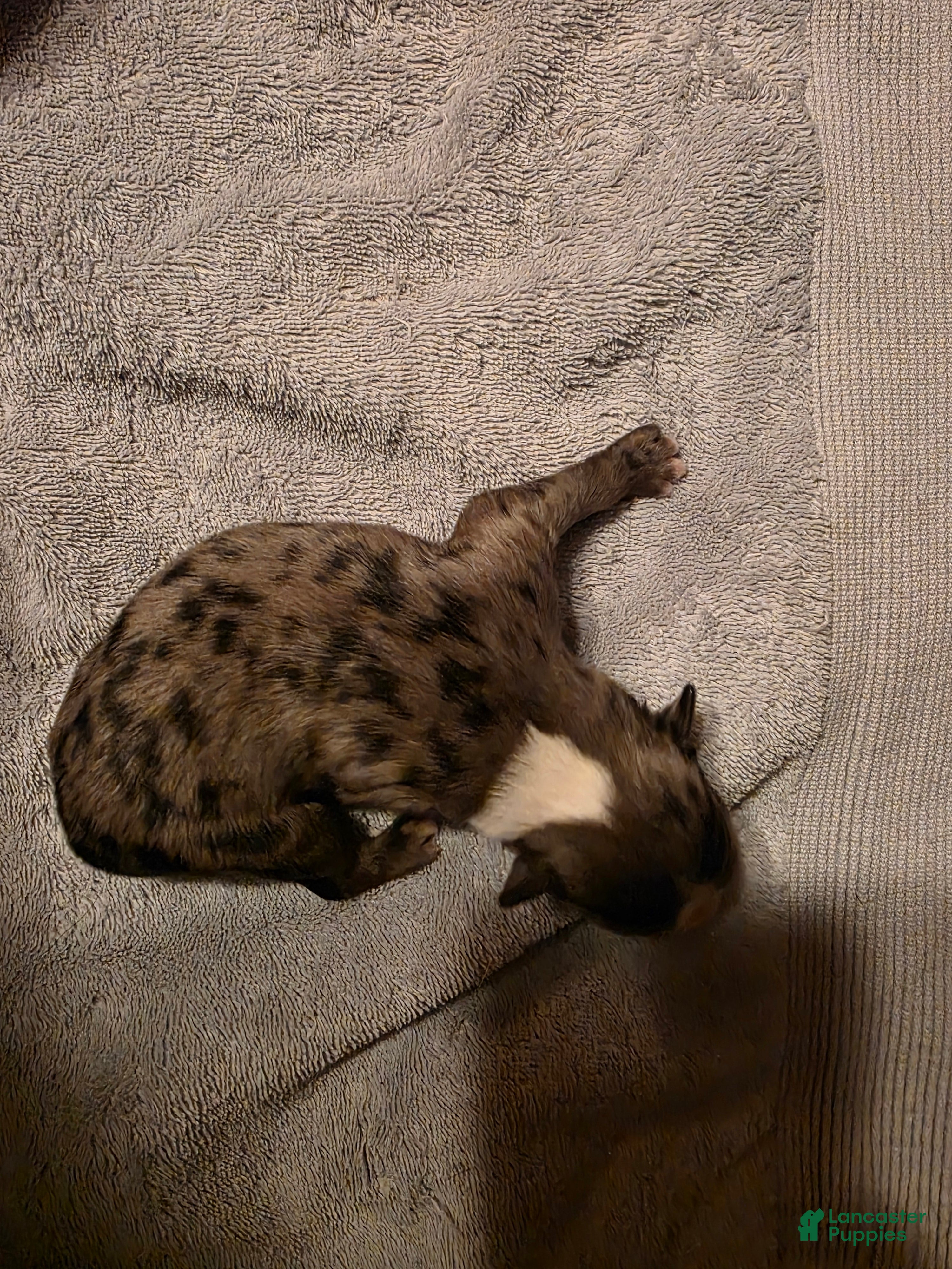 Miniature Australian Shepherd dogs Miniature Australian Shepherd Puppy 3 - Ad 5