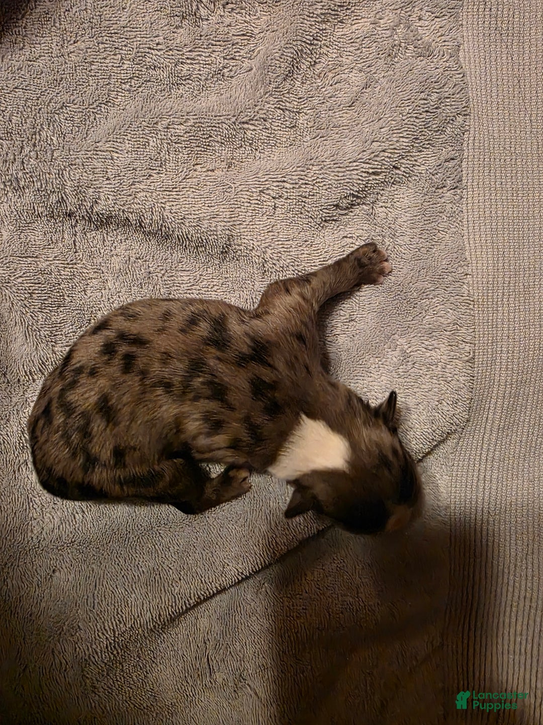 Miniature Australian Shepherd dogs for sale: Miniature Australian Shepherd Puppy 3 - Ad 1