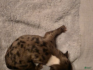 Miniature Australian Shepherd dogs Miniature Australian Shepherd Puppy 3 - Ad 7