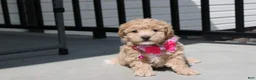 Bichpoo dogs for sale: Sadie  - Ad 6