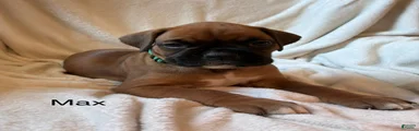 Max 