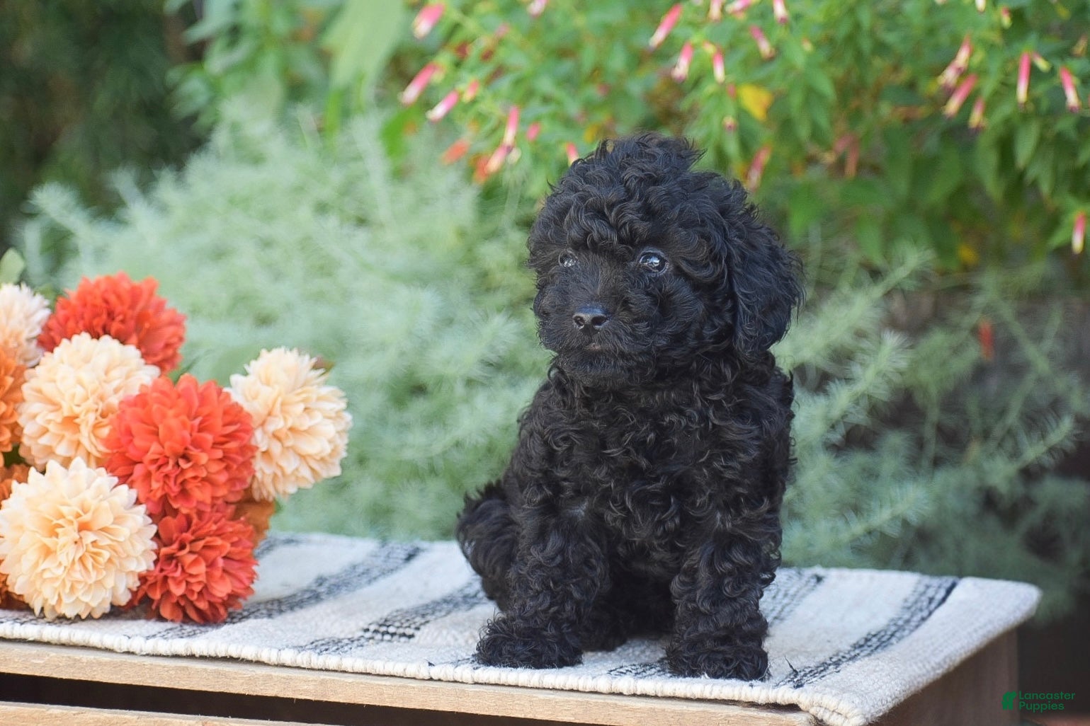 Toy Poodle dogs Bear - Ad 2