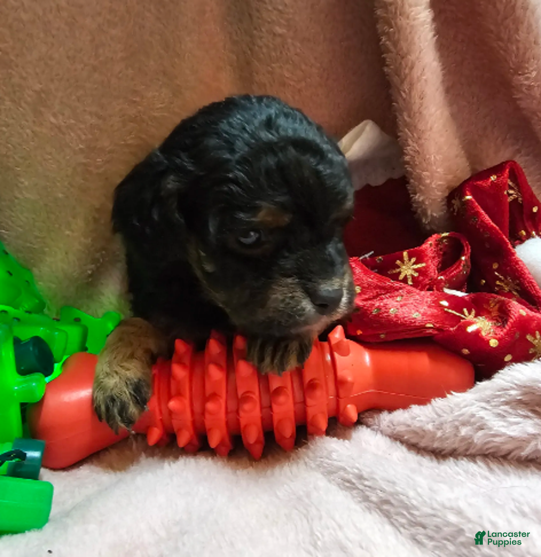 Cavapoo dogs for sale: Apple - Ad 1