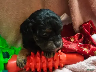 Cavapoo dogs Apple - Ad 40