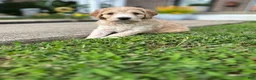 Irish Doodle dogs for sale: Rusty  - Ad 8