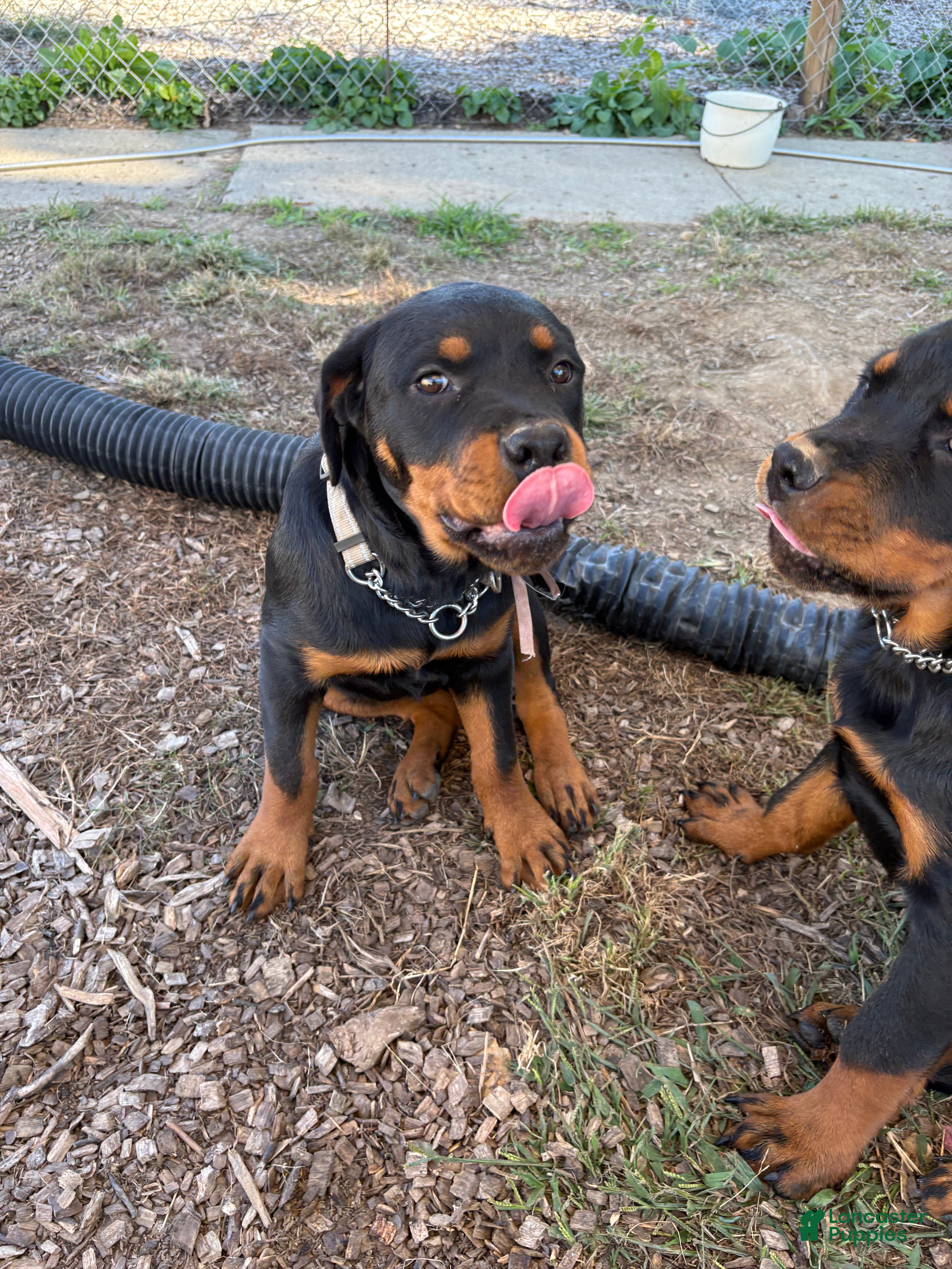 Rottweiler (Rottweiler, Female) in KY