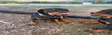 Rottweiler 5