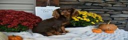 Cavapoo dogs for sale: Coco  - Ad 4