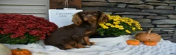 Cavapoo dogs for sale: Coco  - Ad 4