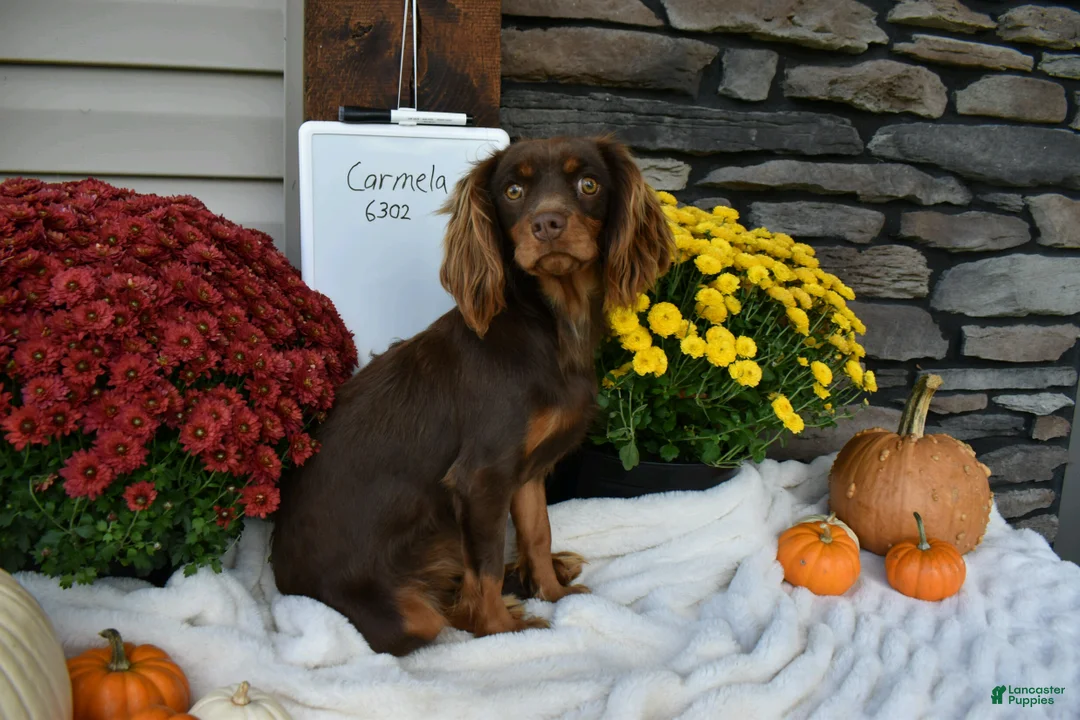 Cavapoo dogs for sale: Coco  - Ad 4
